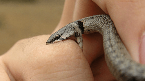 poisonous snake bites